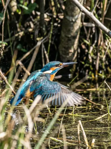 Picurphoto gallery image